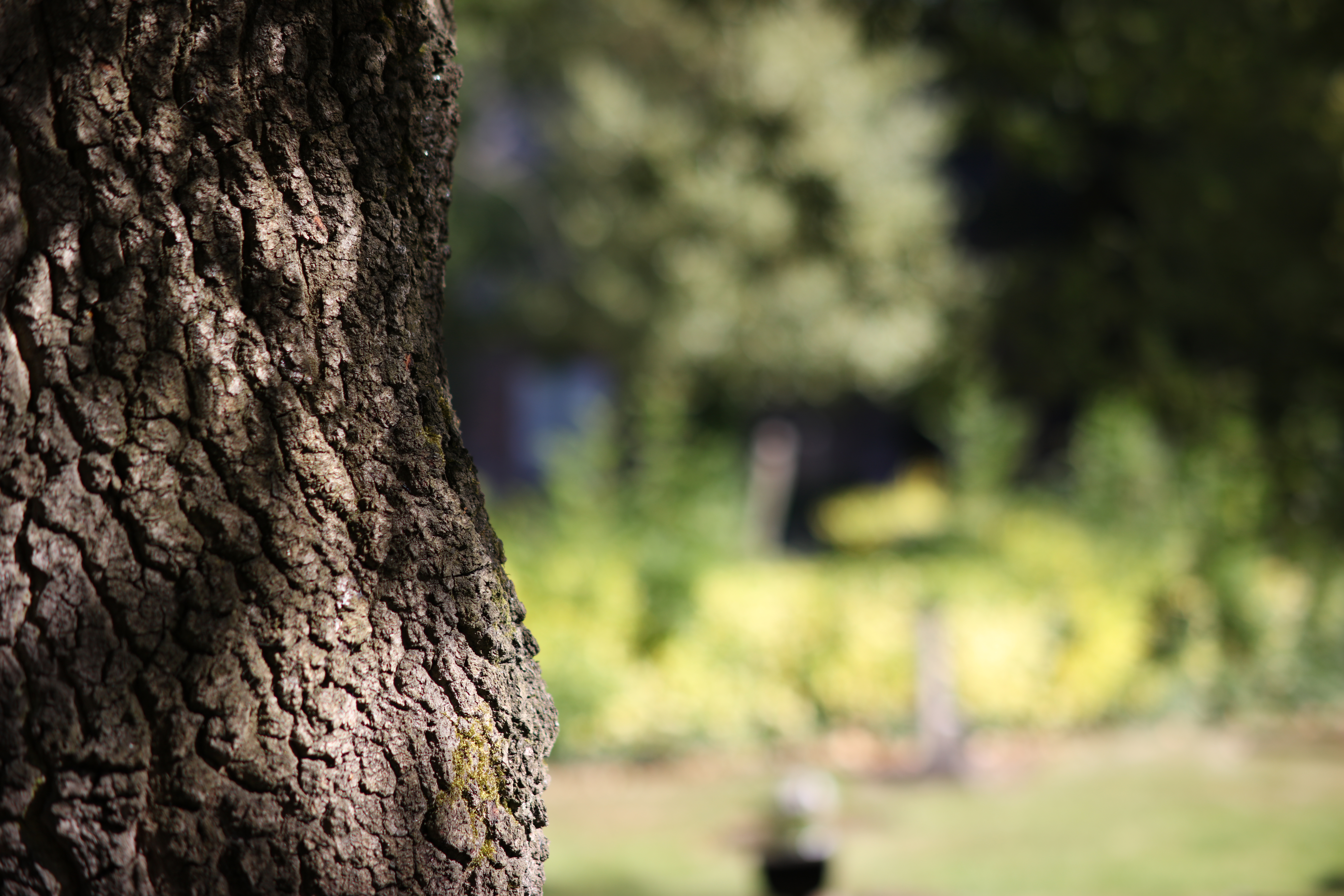 samyang af 85mm f 1 4 ef review