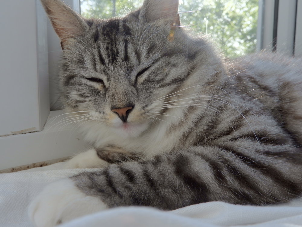 Nikon Coolpix B700 Review Performance Ephotozine Keep your nikon connected to your smart devices with snapbridge. nikon coolpix b700 review performance