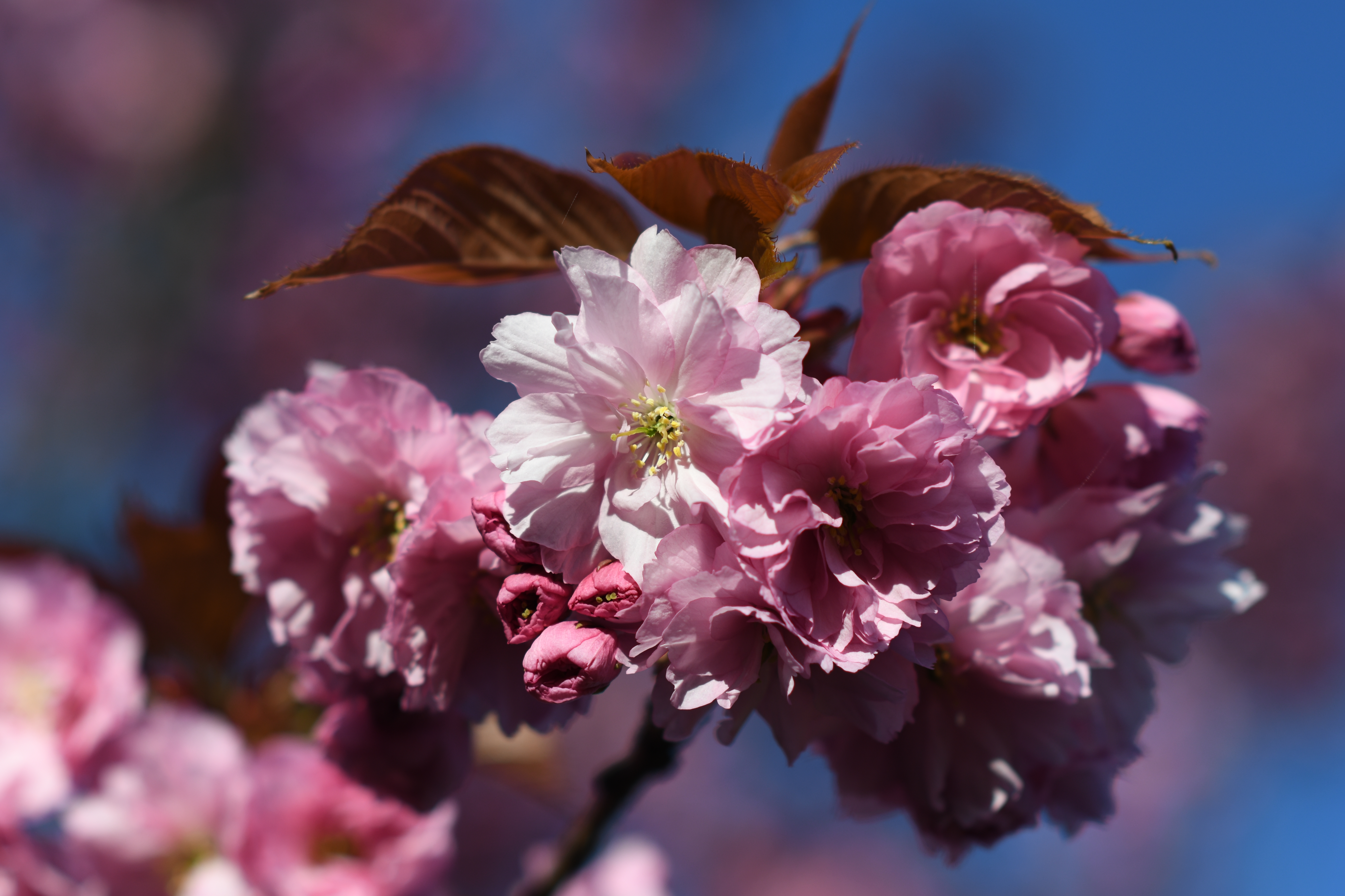 nikon d500 expert review performance ephotozine