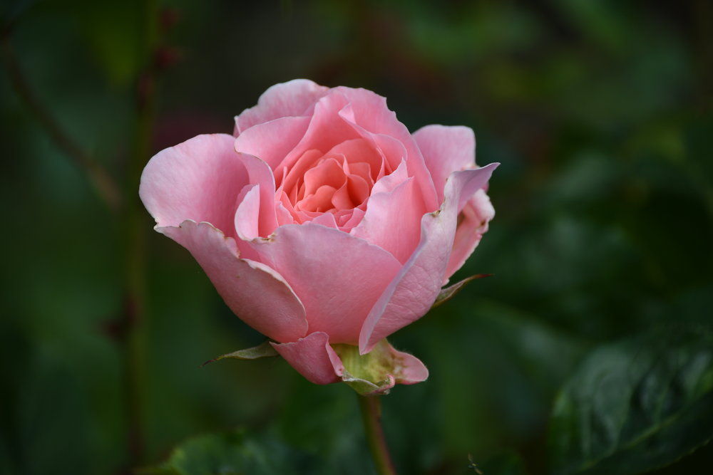 Nikon D7500 Sample Photos ePHOTOzine