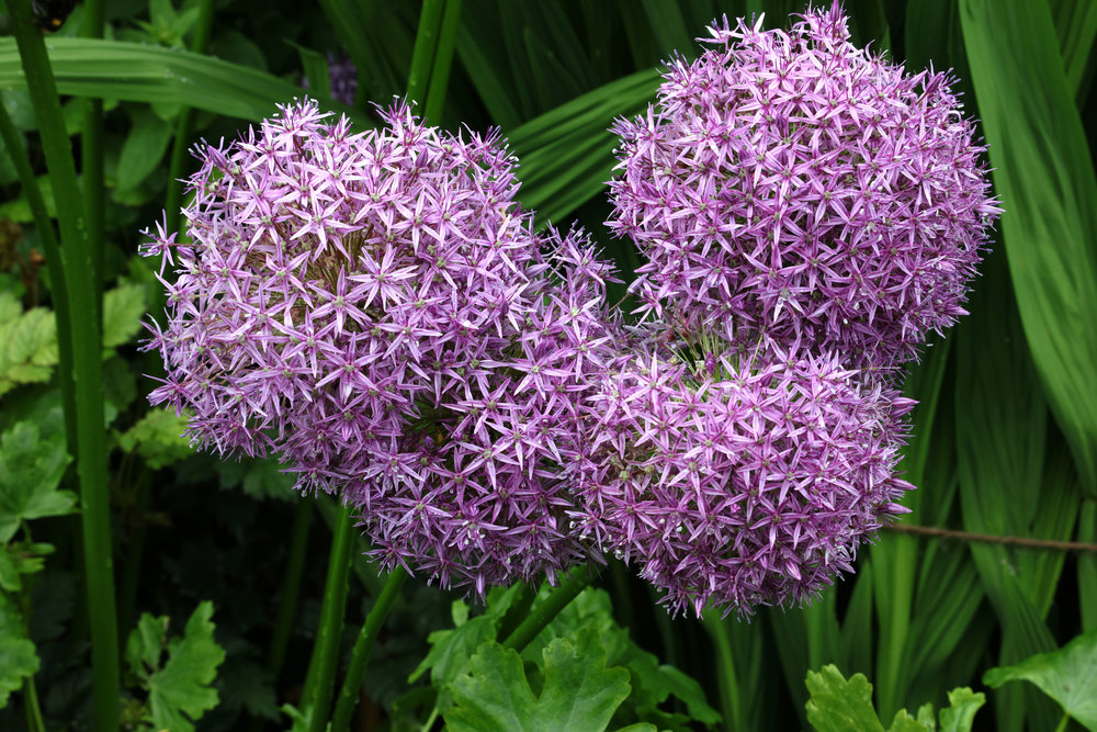 canon ef 70 300mm f 4 5 6 is ii usm review ephotozine