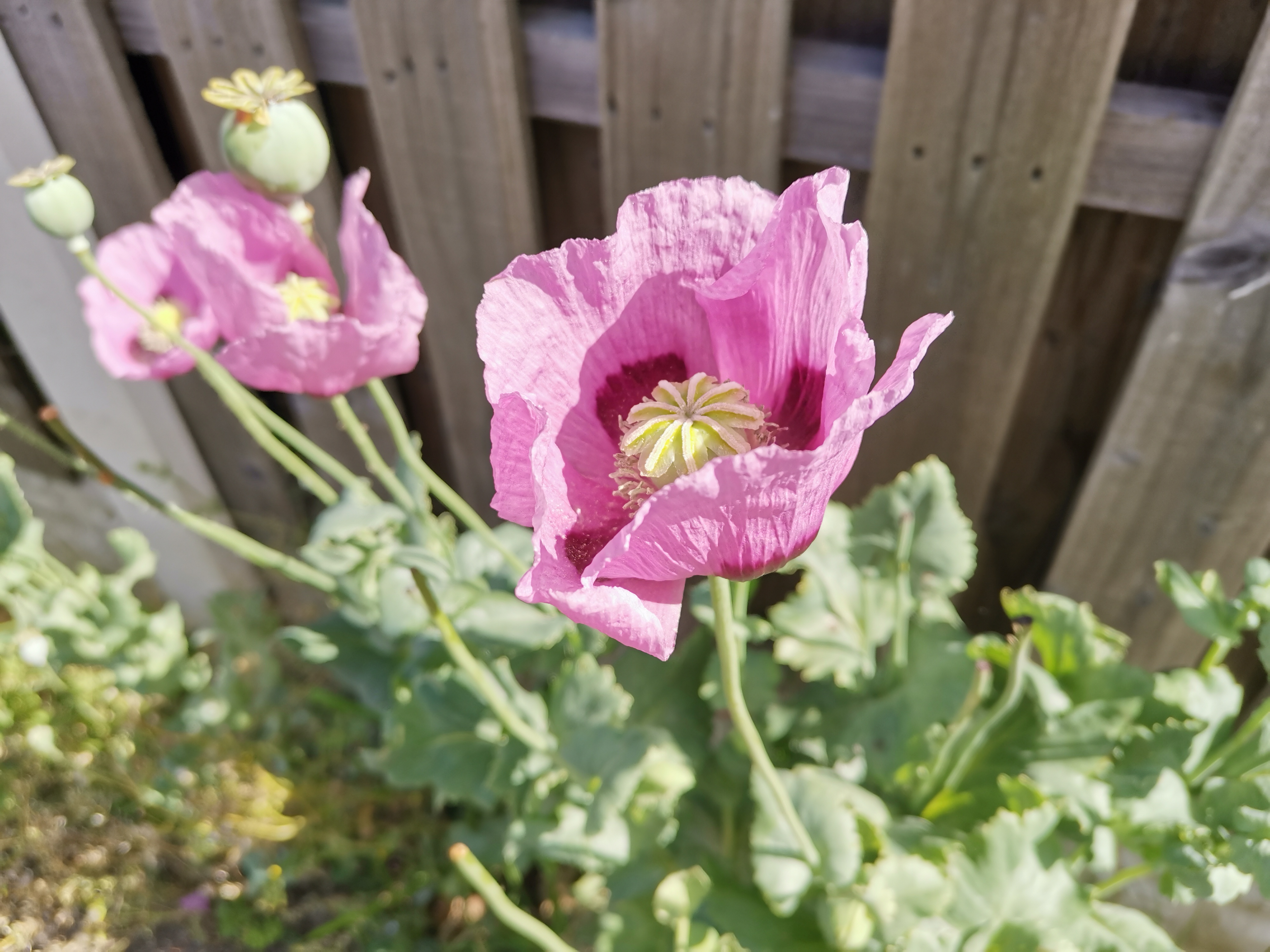 Huawei Honor 20 Smartphone Review In Progress Sample Photos