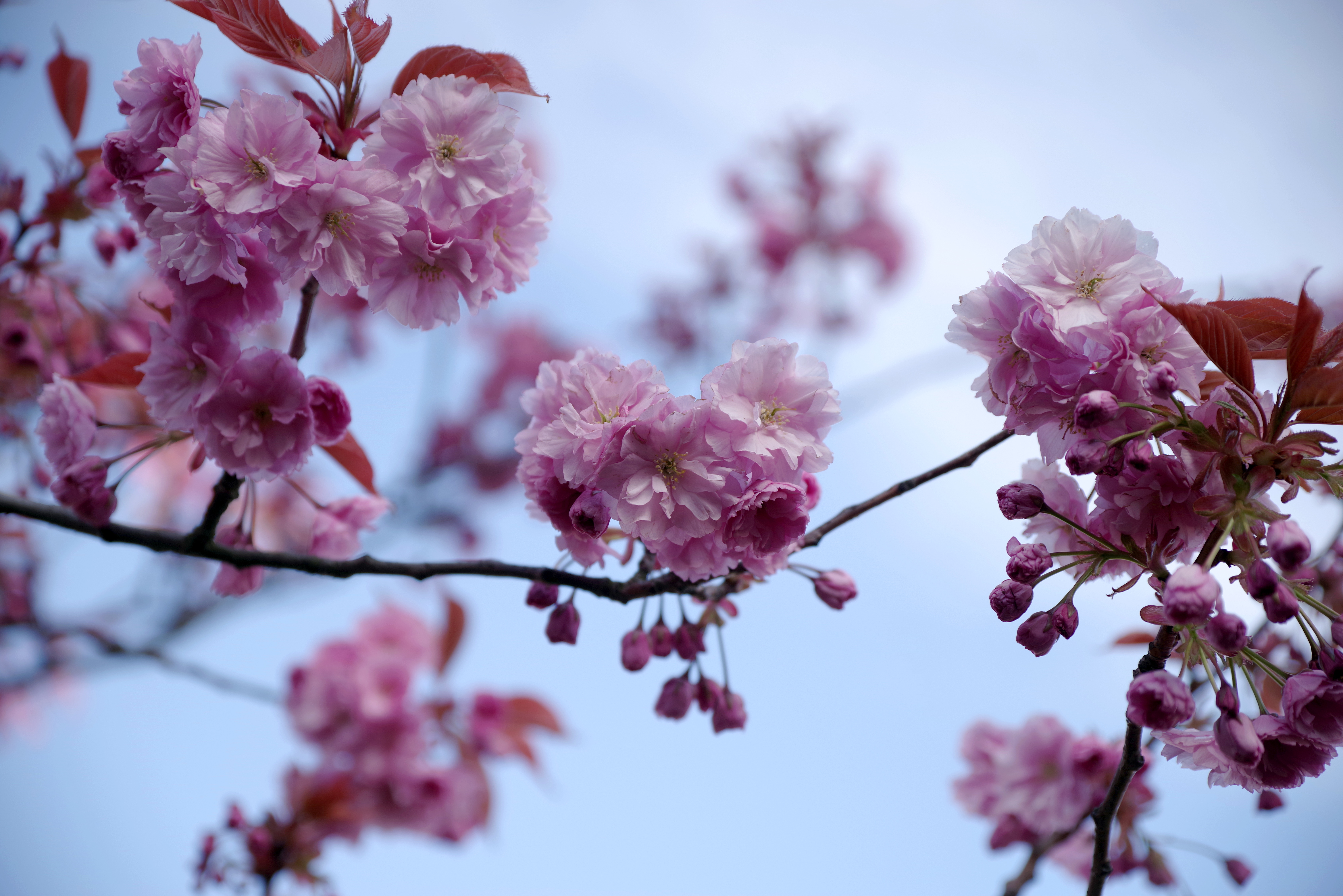 Pentax K-1 Full Size Sample Photos