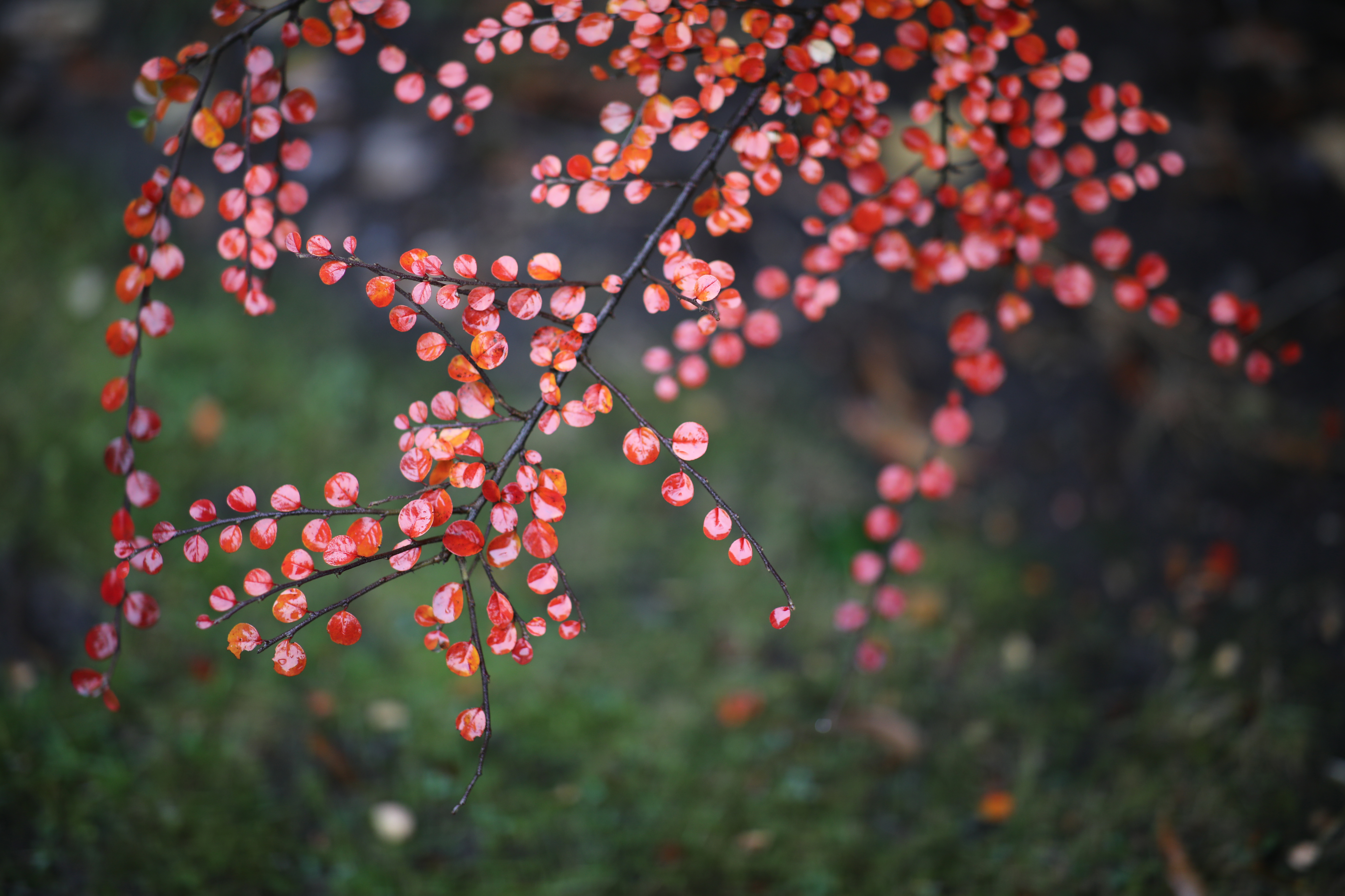 samyang premium mf 85mm f 1 2 review