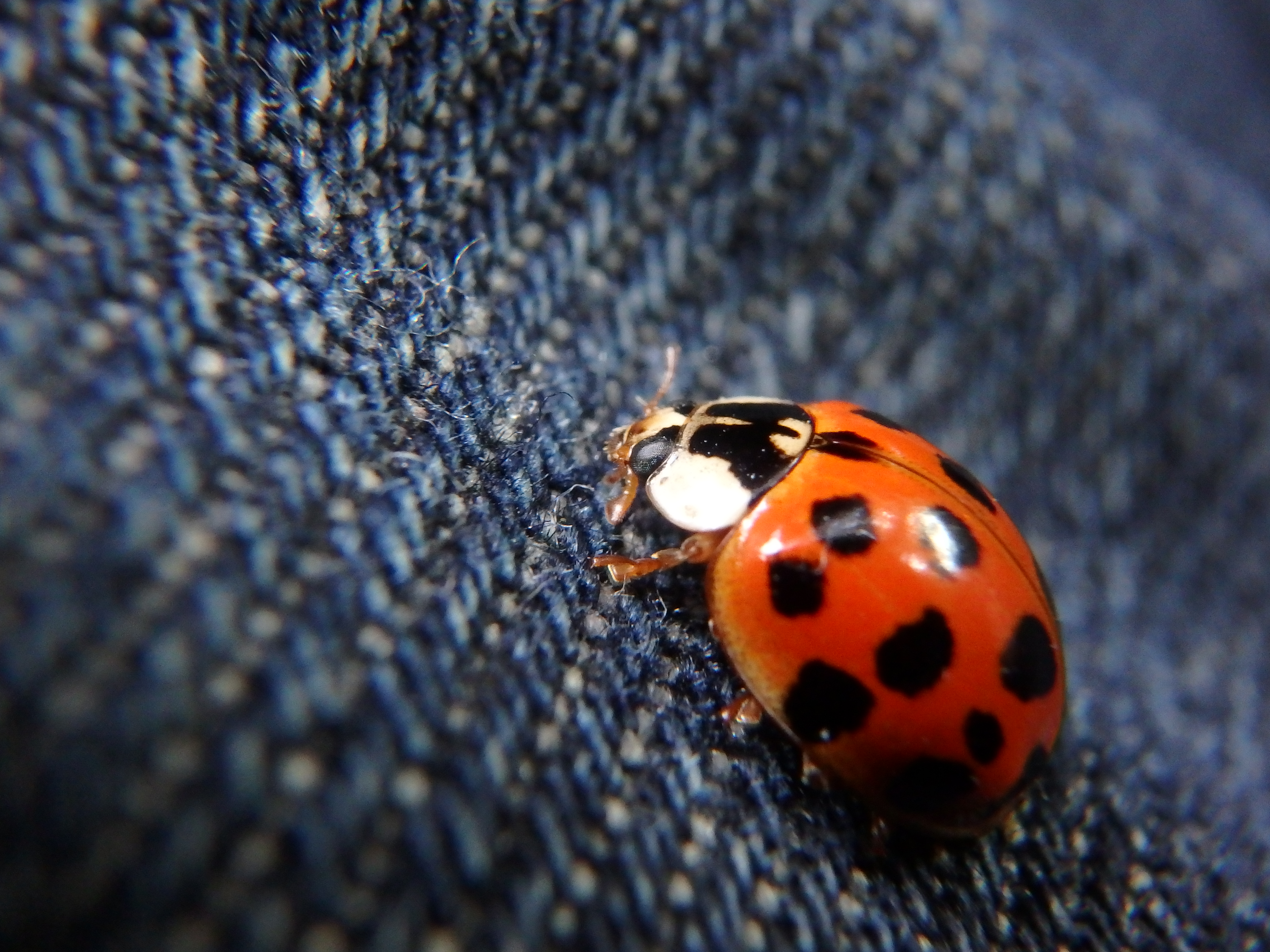 Olympus Stylus Tough Tg 850 Waterproof Review Ephotozine