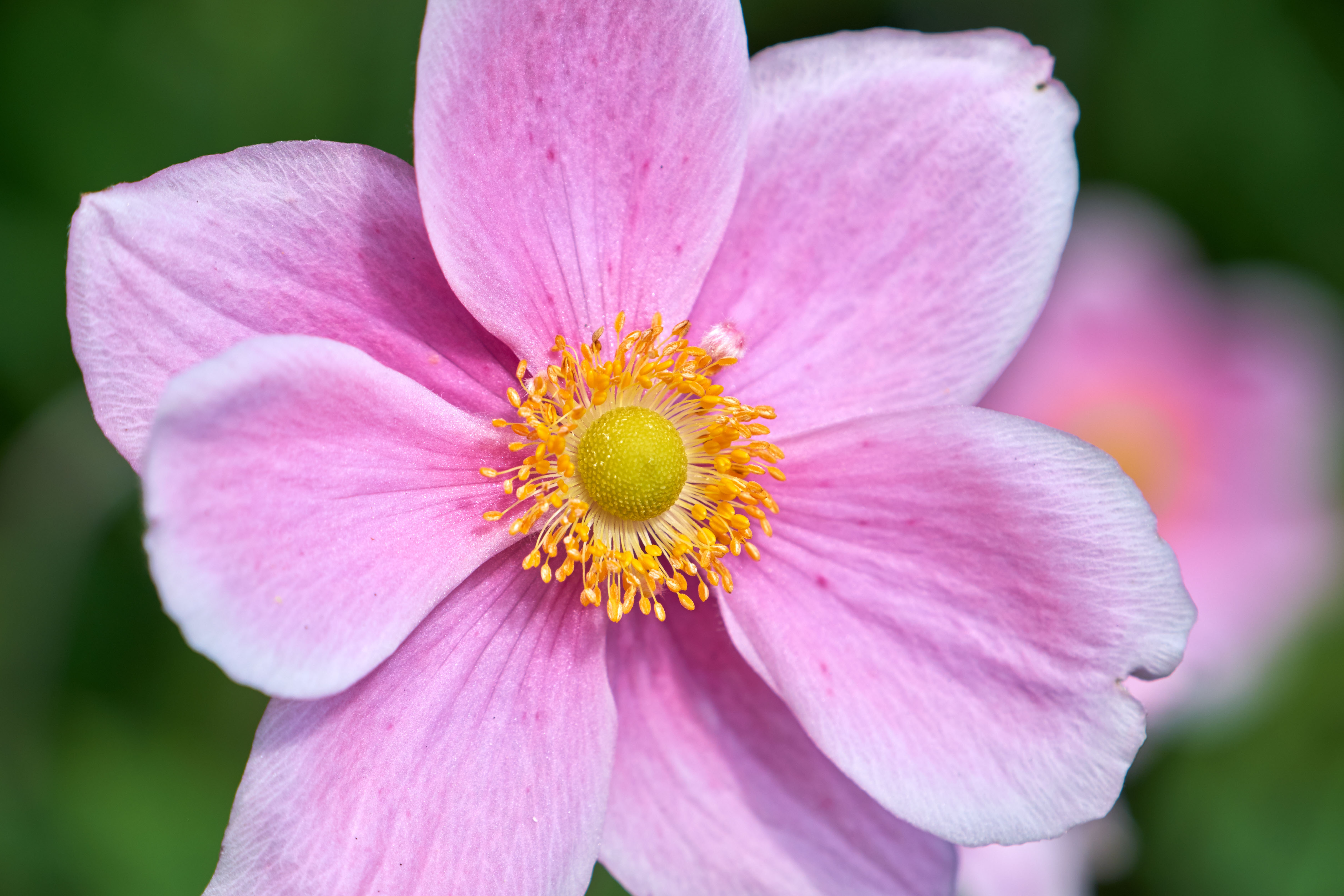 Beautiful sample photos of the excellent Fuji 18-135mm XF lens