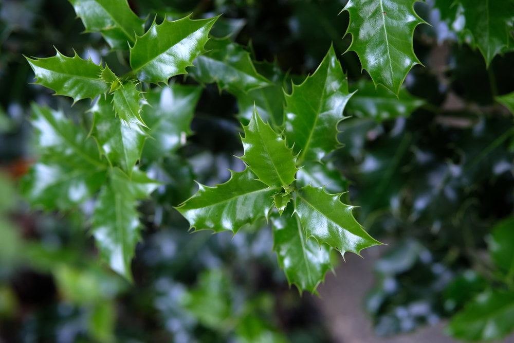 Fujifilm Fujinon Xf 50mm F 2 R Wr Review Ephotozine